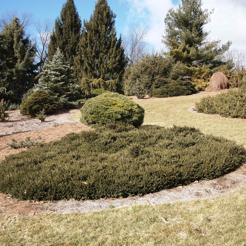 Picea glauca 'Pumila' ~ Dwarf Norway Spruce