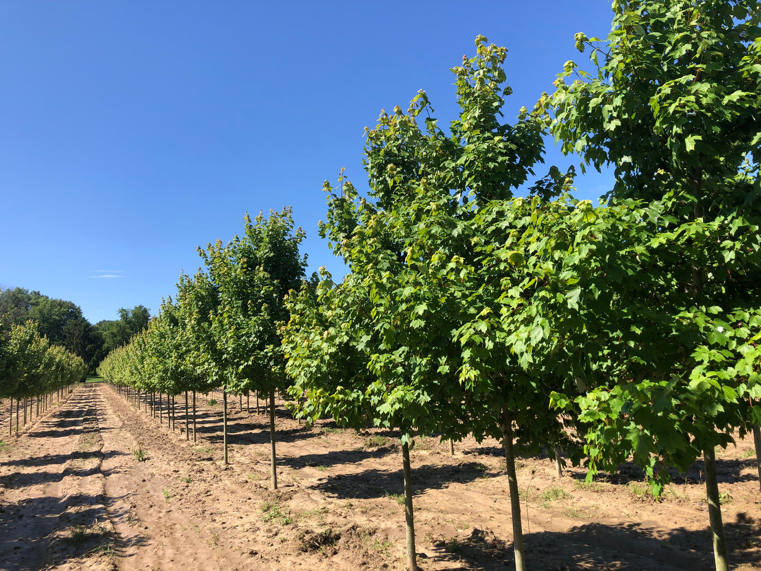 Image with text section