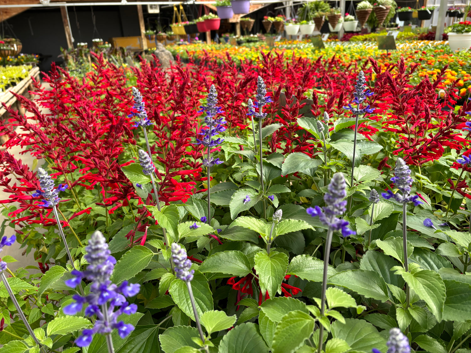 Image with text section