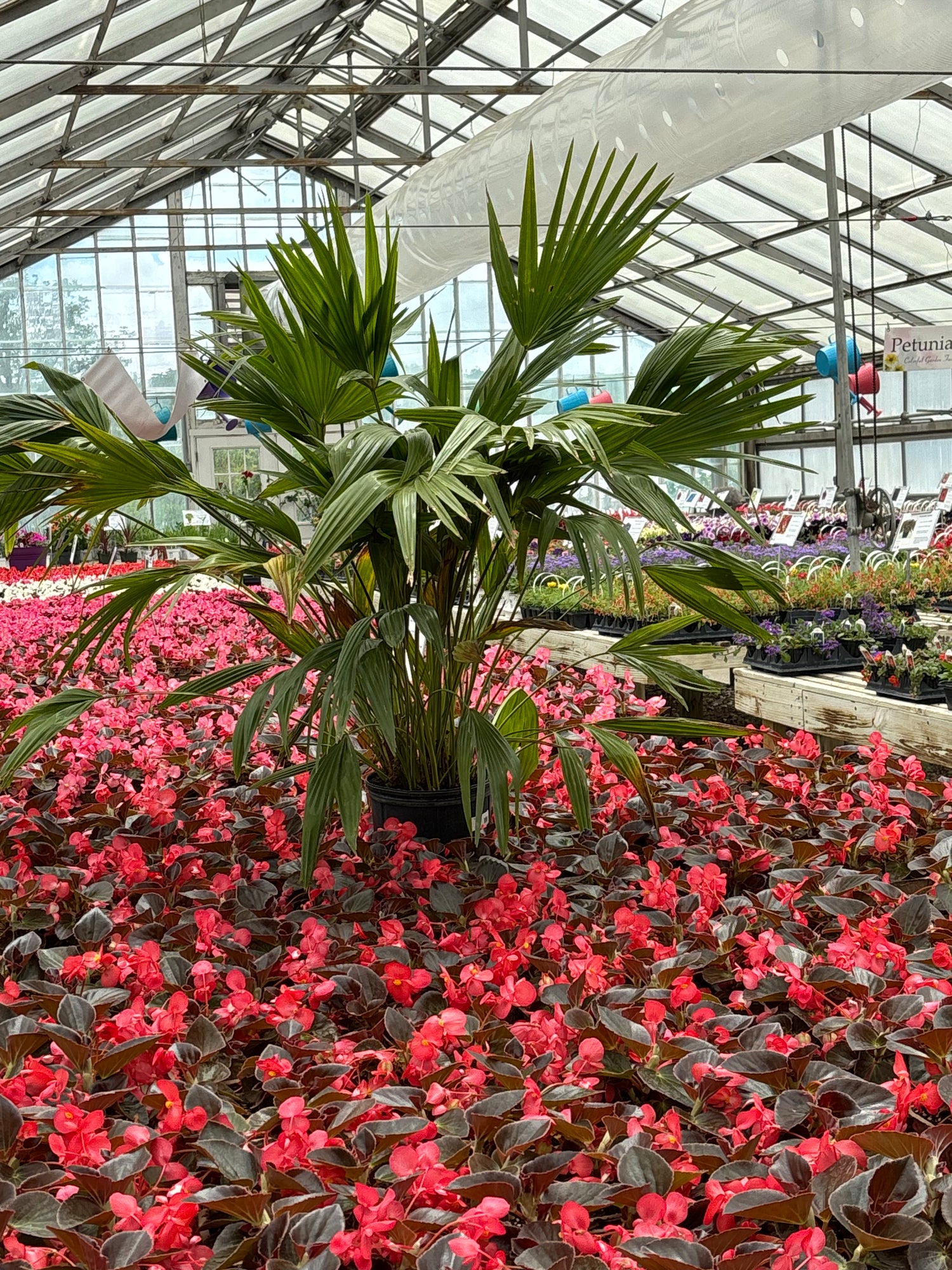 Image with text section