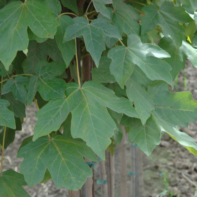 Acer miyabei 'Morton' ~ State Street™ Maple