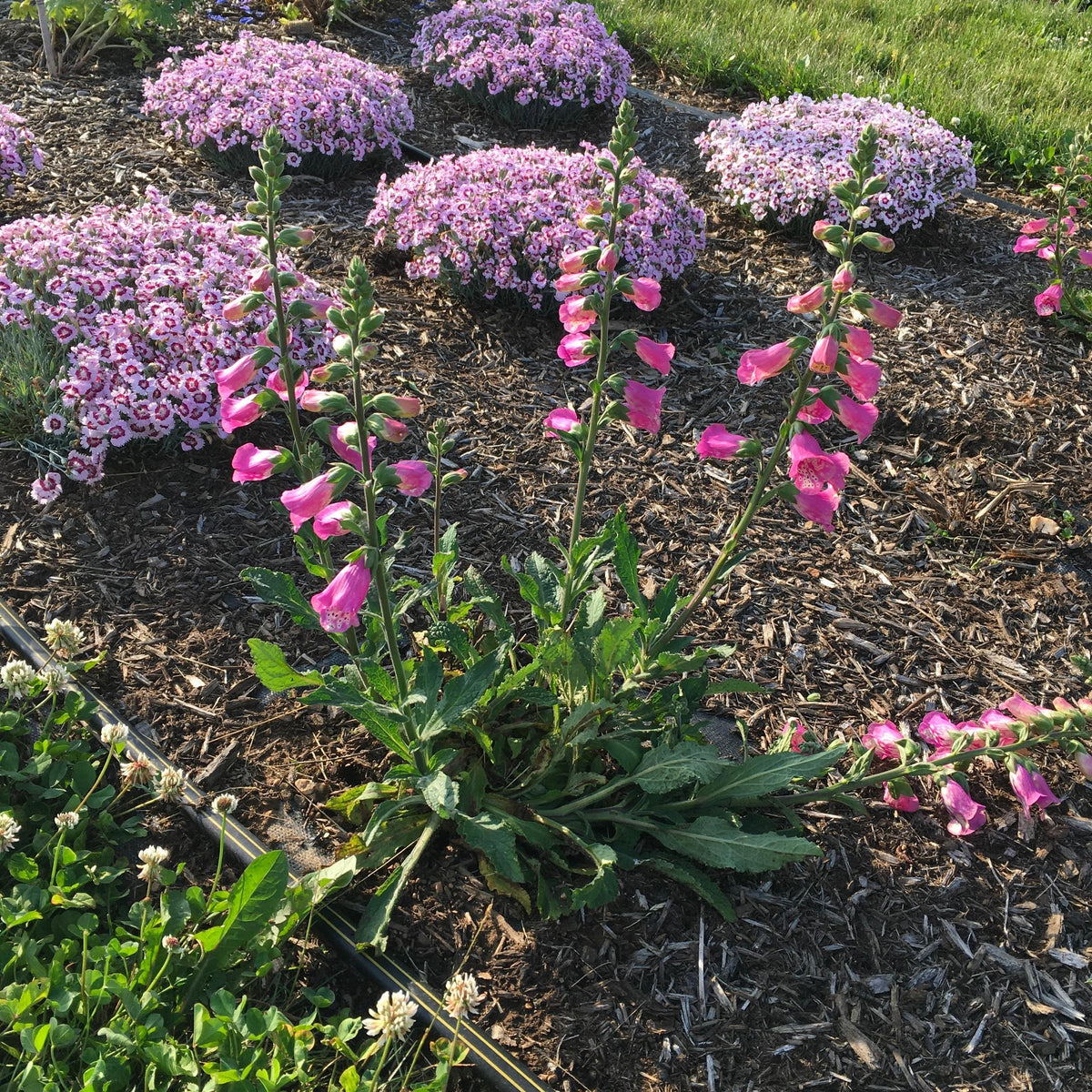Digitalis x 'Pink Panther' ~ Pink Panther Foxglove
