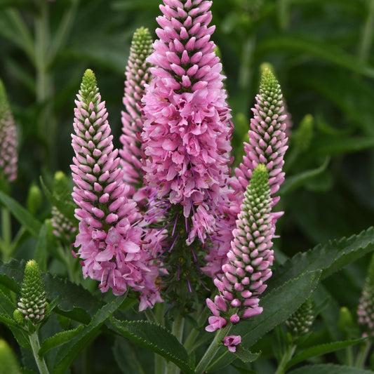 Veronica longifolia 'Balskywink' ~ Skyward™ Pink Veronica