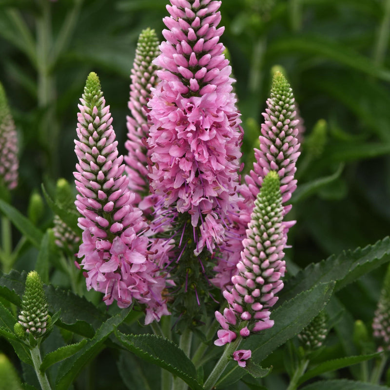 Veronica longifolia 'Balskywink' ~ Skyward™ Pink Veronica
