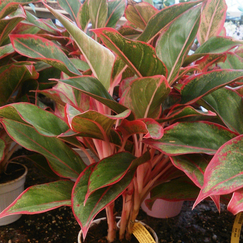 Aglaonema 'Siam' ~ Siam Red Chinese Evergreen