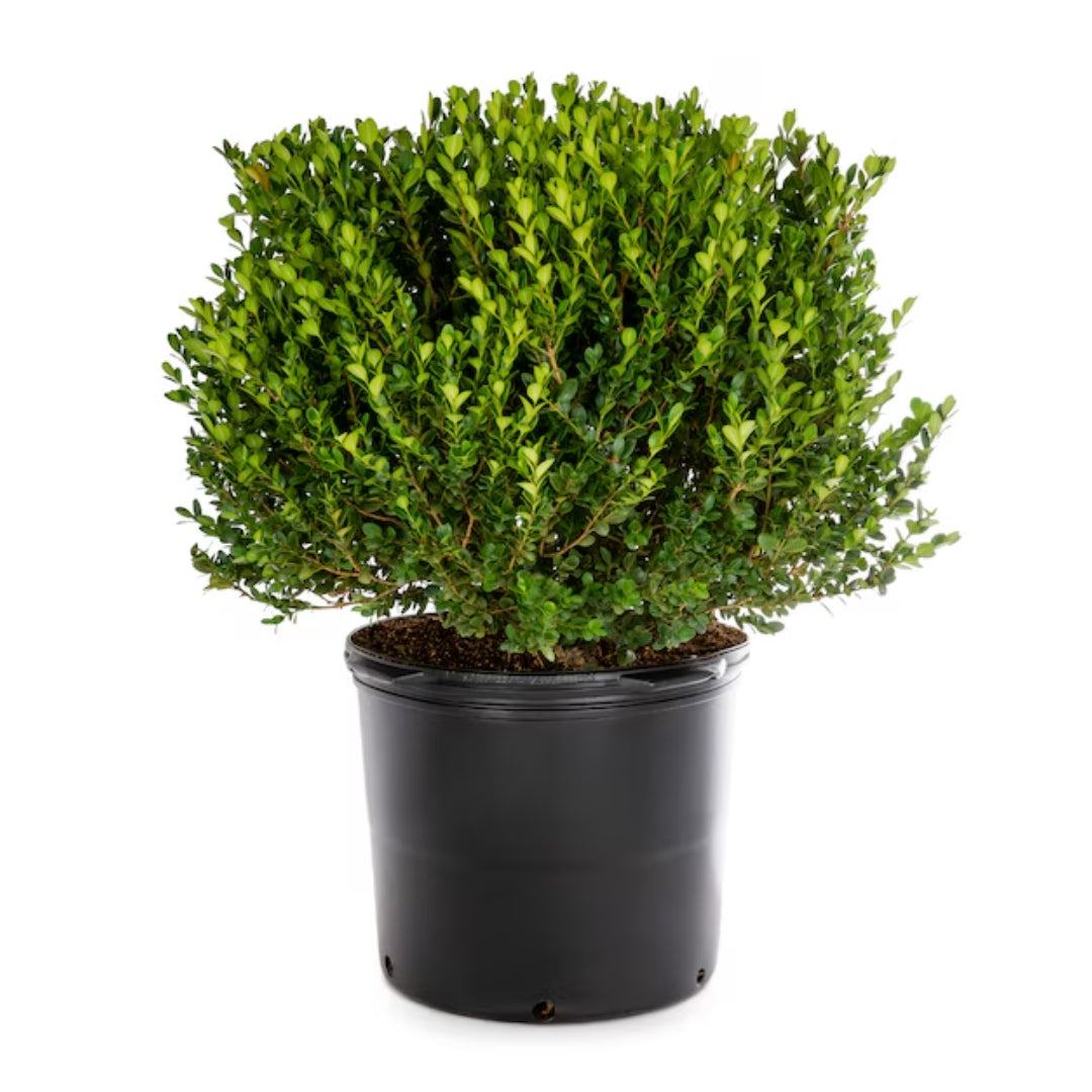 Image with text section