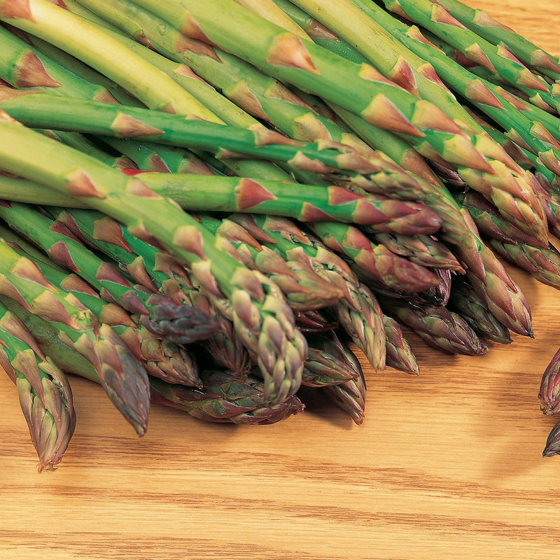 Asparagus officinalis 'Mary Washington' ~ Mary Washington Asparagus