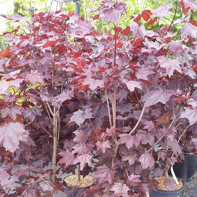 Acer platanoides 'Royal Red' ~ Royal Red Norway Maple