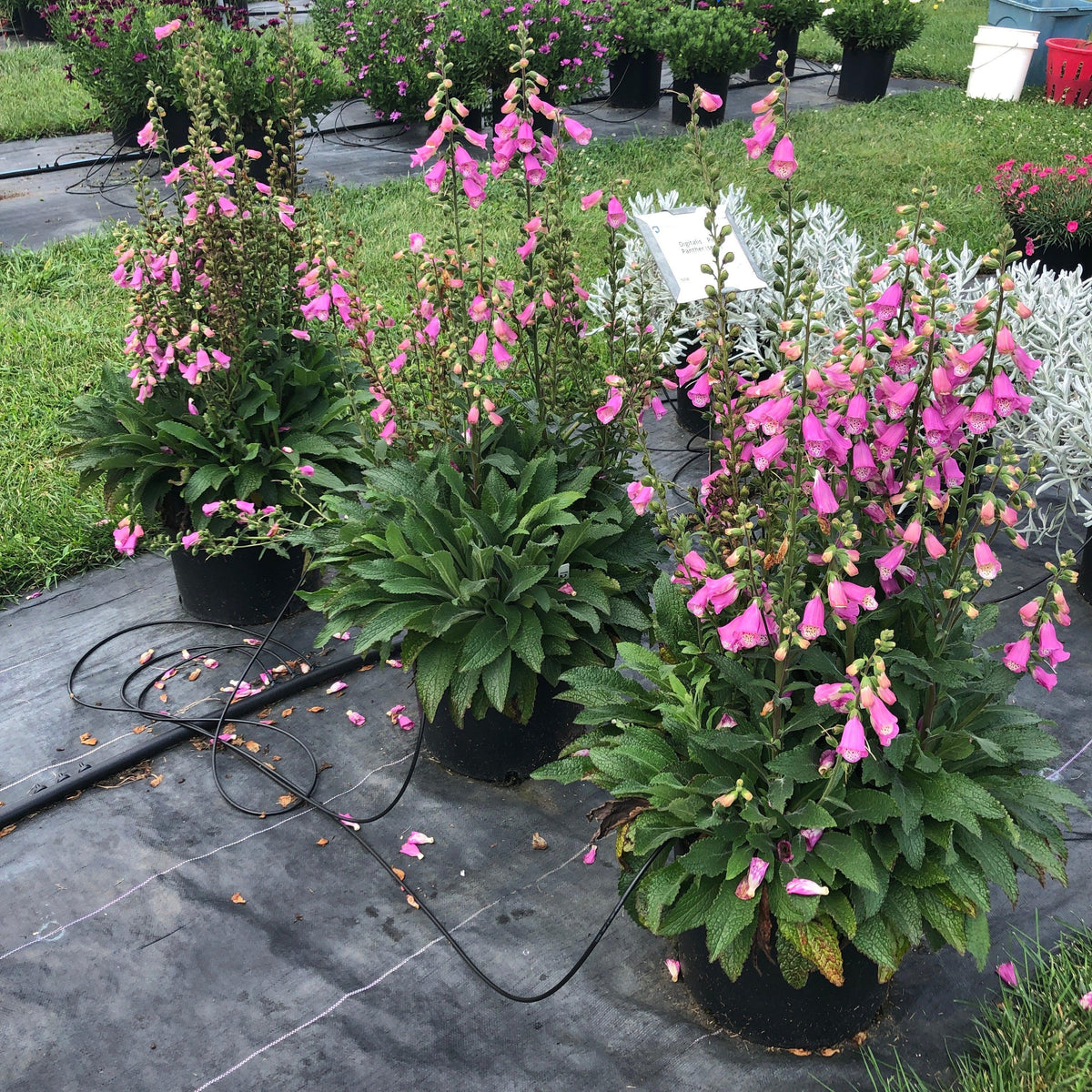 Digitalis x 'Pink Panther' ~ Pink Panther Foxglove