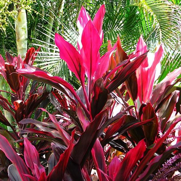 Cordyline fruticosa 'Red Sister' ~ Red Sister Ti Plant