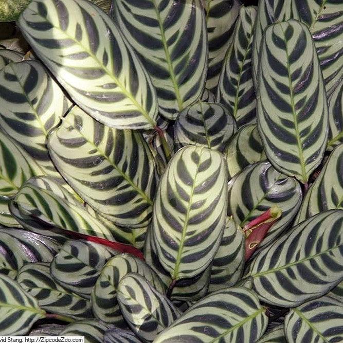 Ctenanthe burle-marxii ~ Burle Marx Calathea, Fishbone Prayer Plant