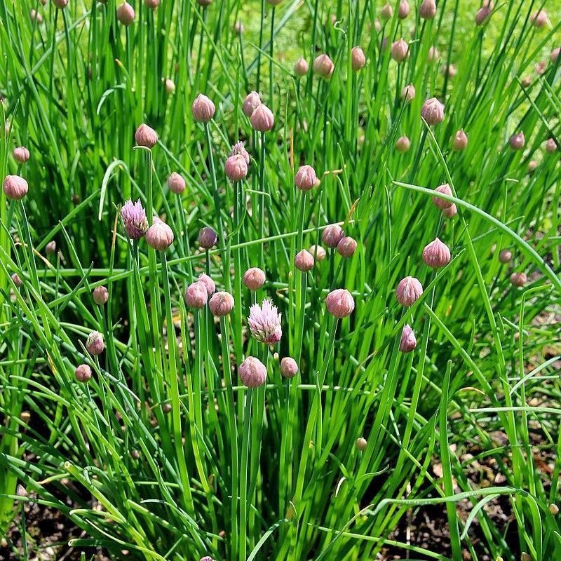 Allium schoenoprasum ~ Chives