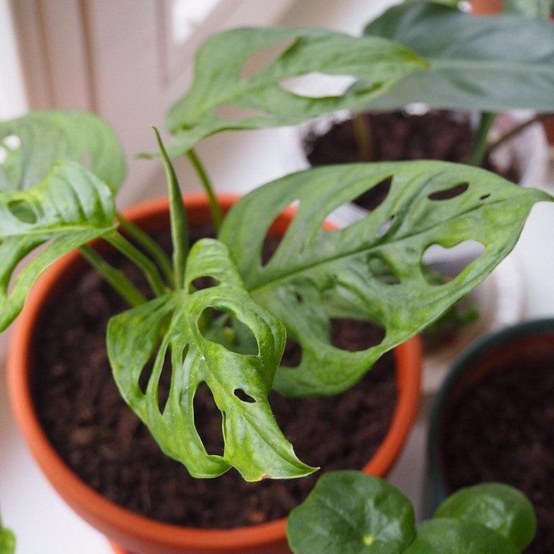 Monstera adansonii ~ Adanson's Swiss-Cheese Plant