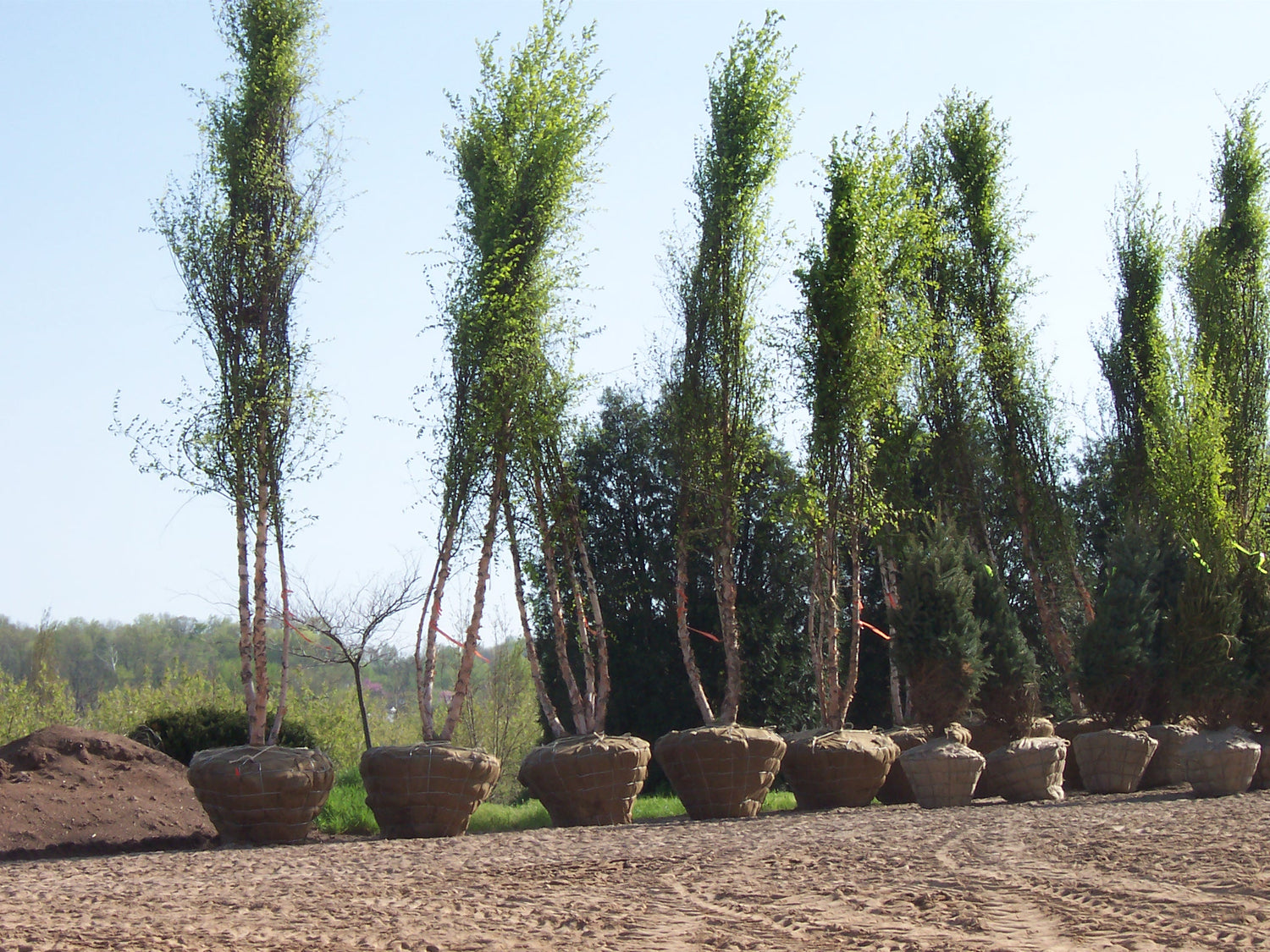 Image with text section