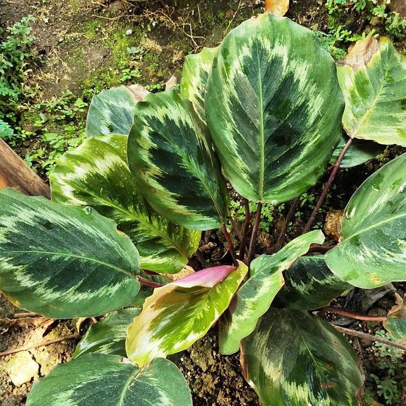 Calathea roseopicta 'Medallion' ~ Medallion Painted Prayer Plant