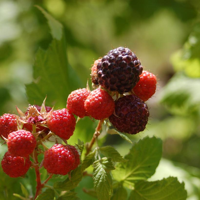 Rubus occidentalis 'Jewel' ~ Jewel Black Raspberry