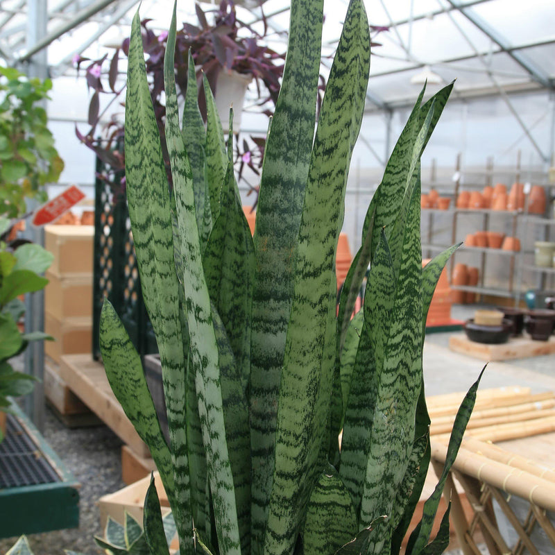 Sansevieria zeylanica ~ Snake Plant Zeylanica