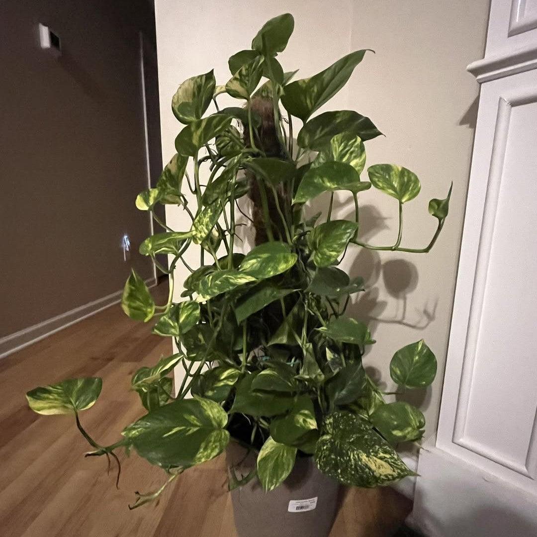 Epipremnum aureum 'Golden Totem' ~ Golden Totem Pothos