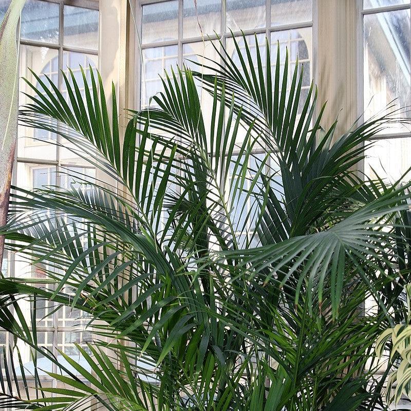 Chamaedorea cataractarum ~ Cat Palm