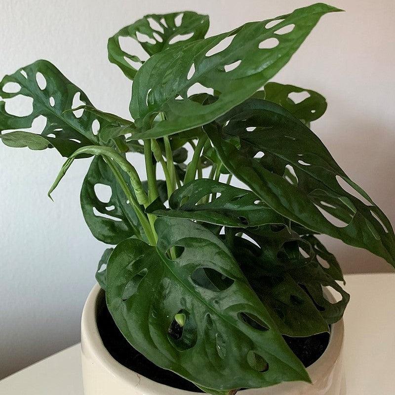 Monstera adansonii ~ Adanson's Swiss-Cheese Plant