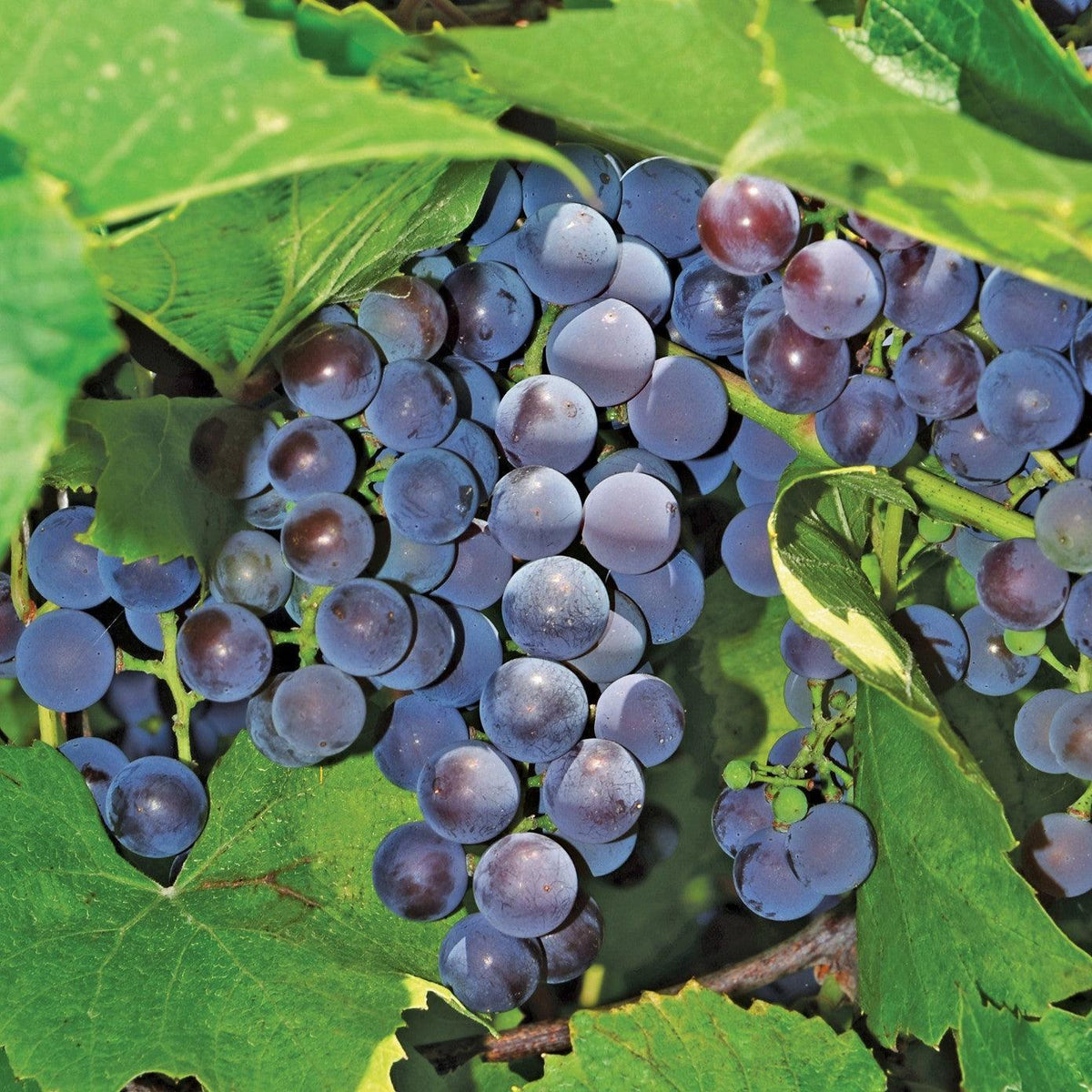 Vitis 'Concord' ~ Concord Seeded Grapes
