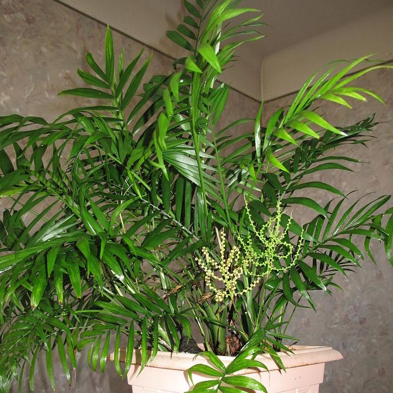 Chamaedorea elegans ~ Parlor Palm, Miniature Palm