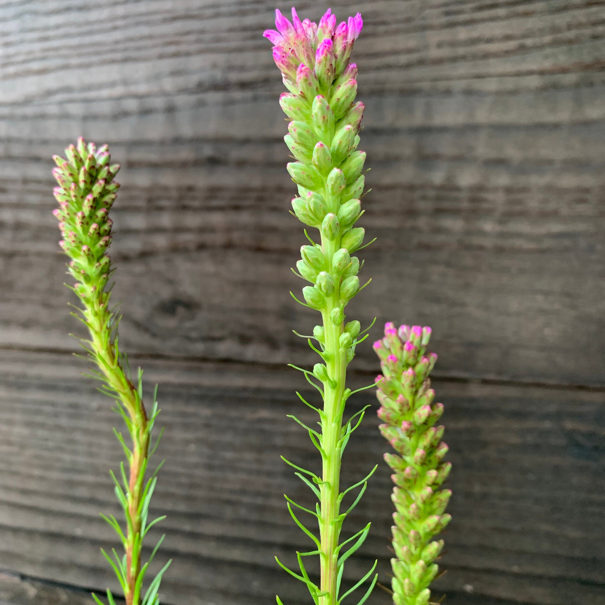 Liatris spicata ~ Marsh Blazing Star, Gayfeather