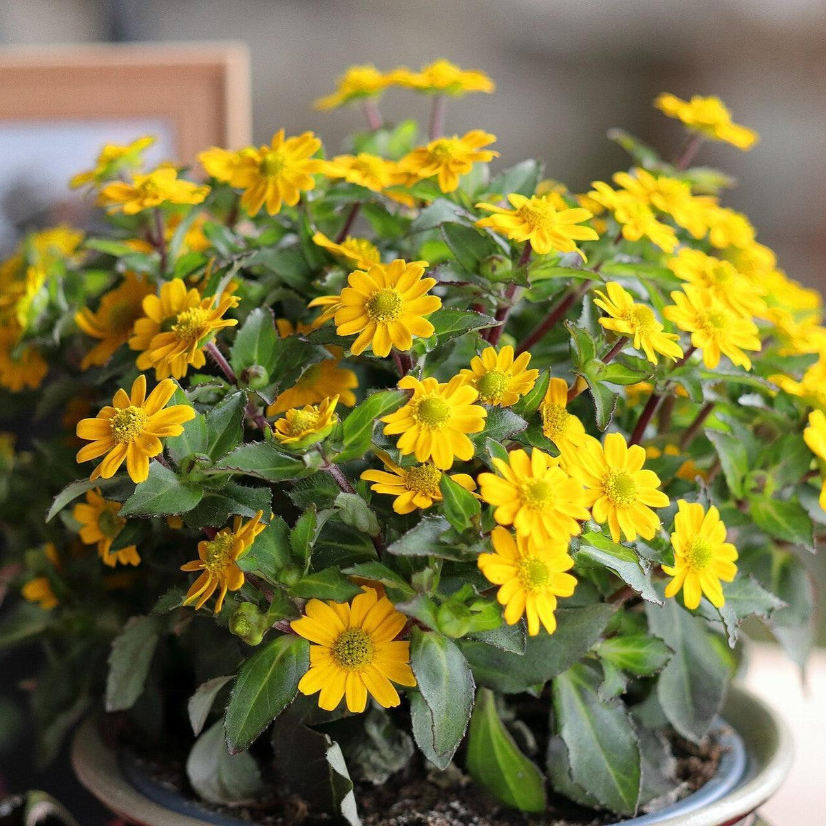 Sanvitalia procumbens ~ Trailing Sanvitalia