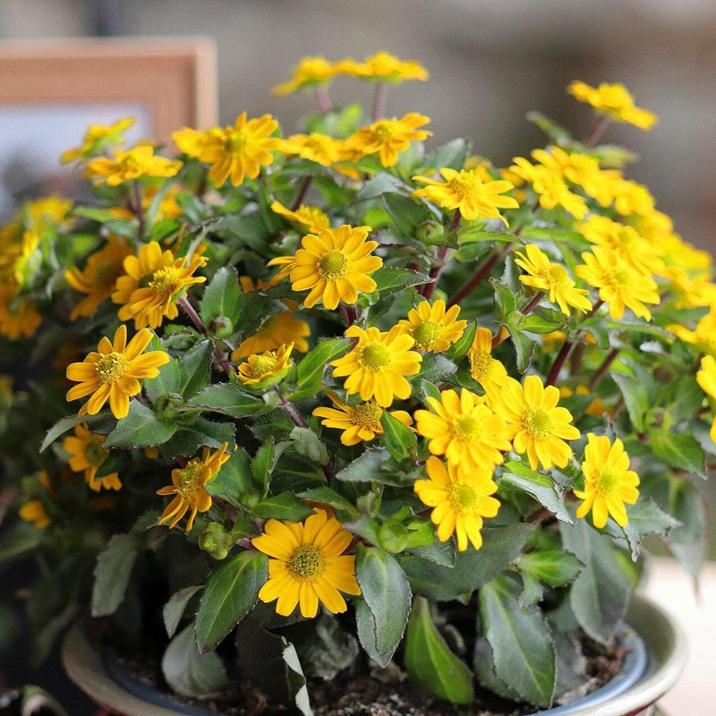 Sanvitalia procumbens ~ Trailing Sanvitalia