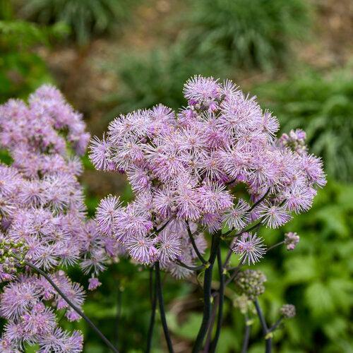 Thalictrum 'Cotton Candy' ~ Cotton Candy Meadow-Rue