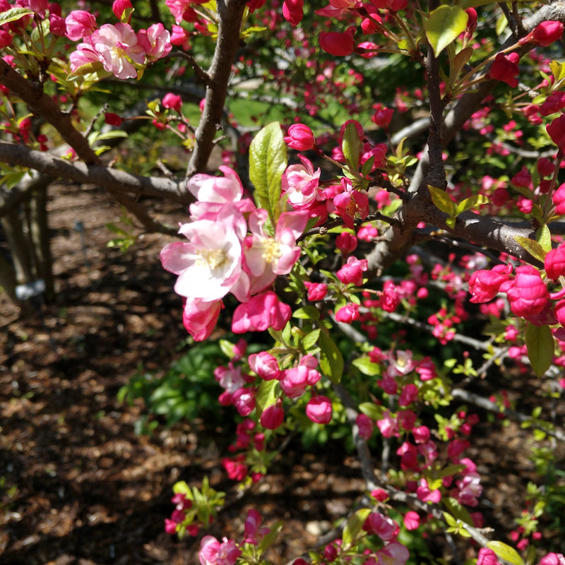 Malus 'Coralcole' ~ Coralburst® Crabapple