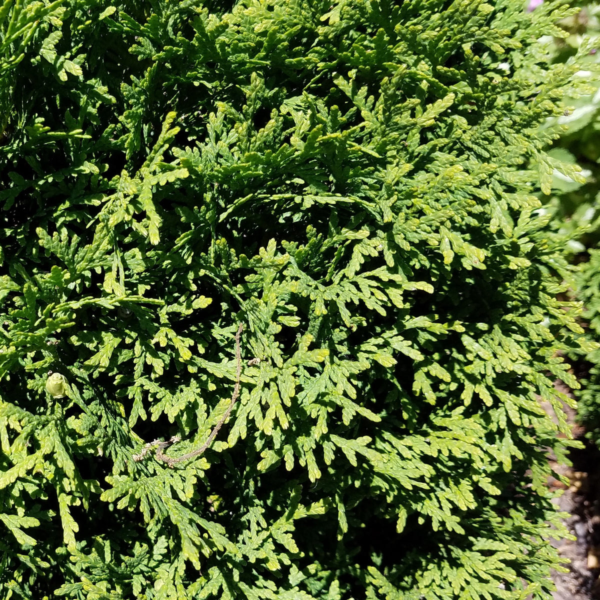 Thuja occidentalis 'Hetz Midget' ~ Hetz Midget Arborvitae, Mini Arborvitae