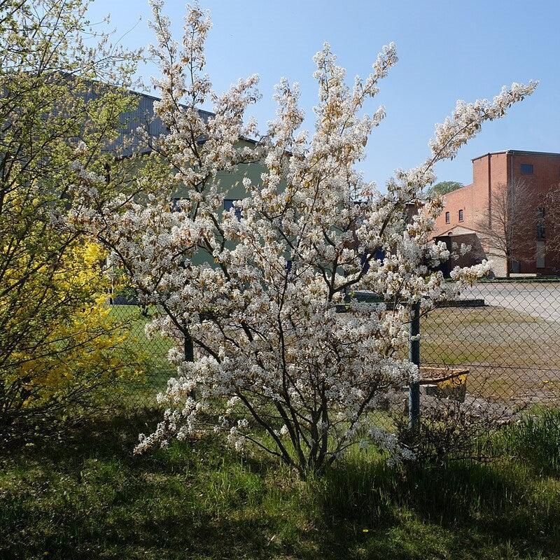 Amelanchier lamarckii ~ Juneberry