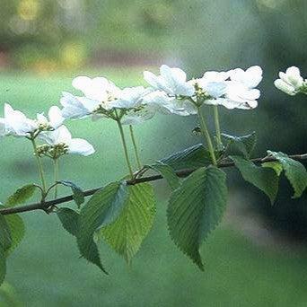 Viburnum plicatum var. tomentosum ~ Doublefile Viburnum