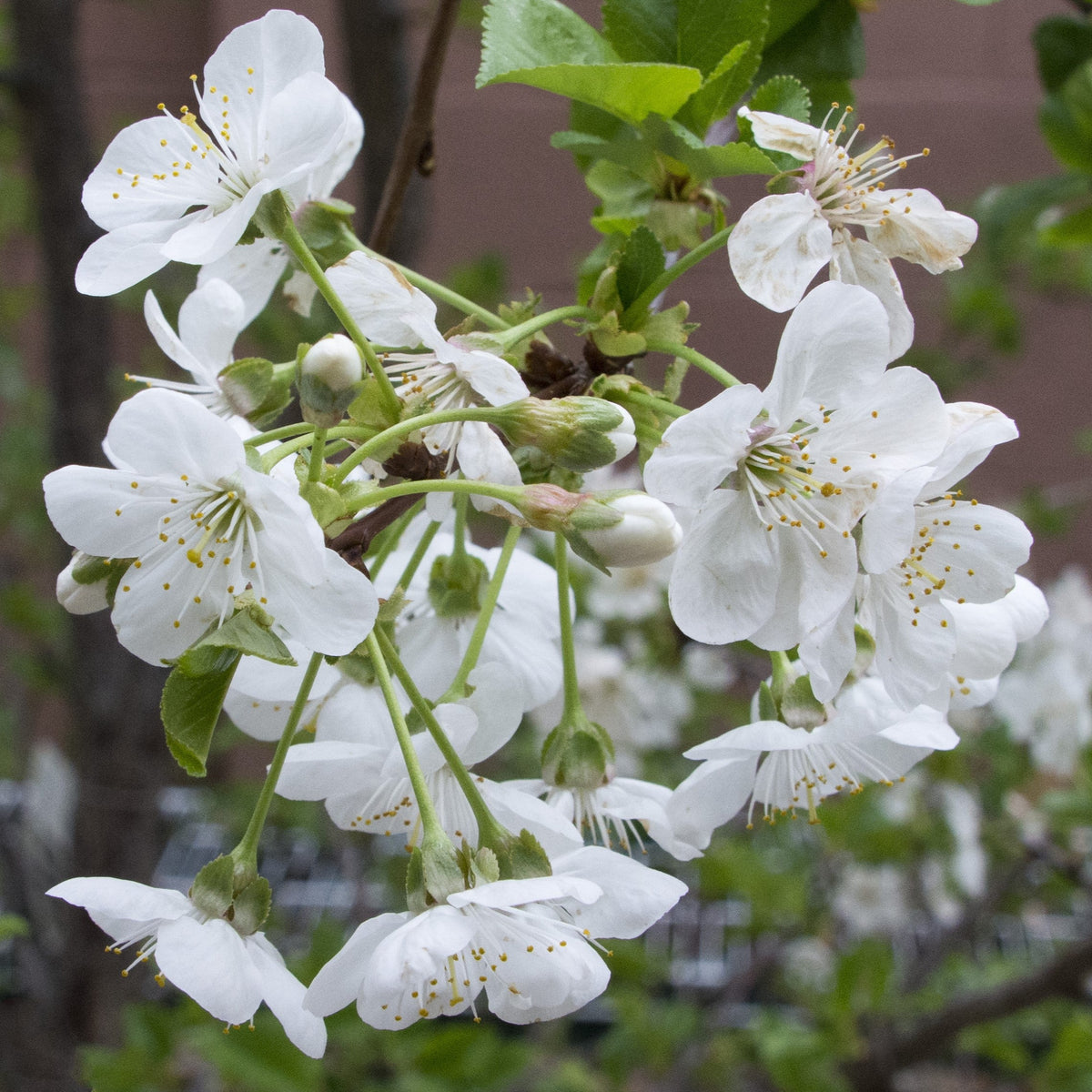 Prunus cerasus 'Montmorency' ~ Montmorency Cherry Tree
