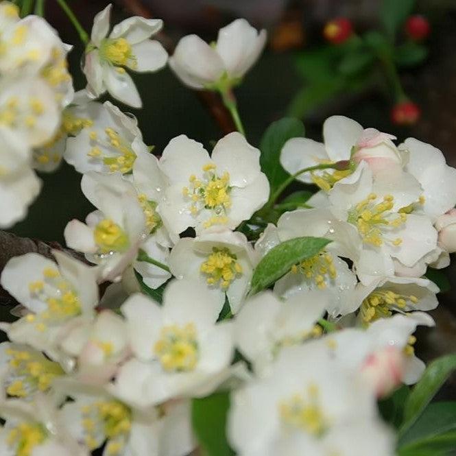 Malus sargentii 'Tina' ~ Sargentina Crabapple