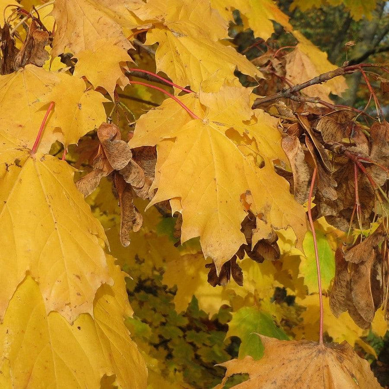 Acer platanoides 'Emerald Queen' ~ Emerald Queen™ Norway Maple