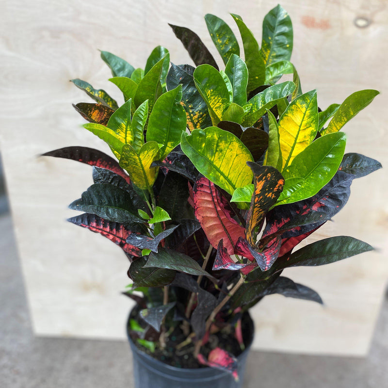 Codiaeum variegatum ~ Croton