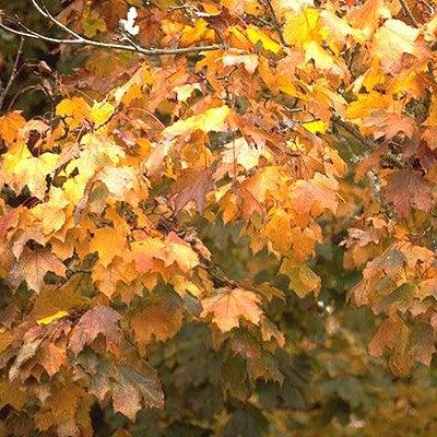 Acer platanoides 'Crimson King' ~ Crimson King Norway Maple