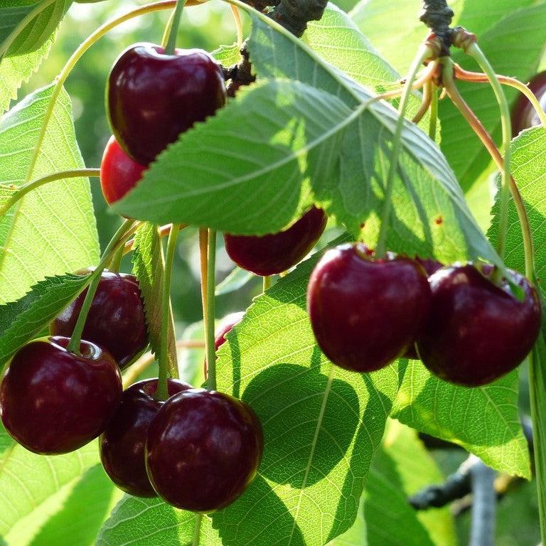 Prunus avium 'Bing' ~ Bing Cherry Tree