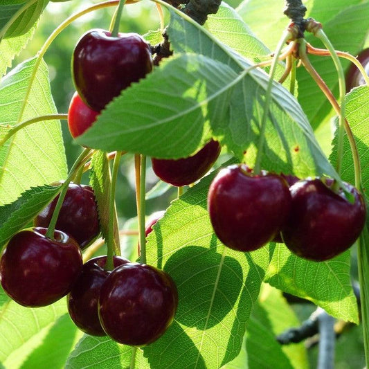Prunus avium 'Bing' ~ Bing Cherry Tree
