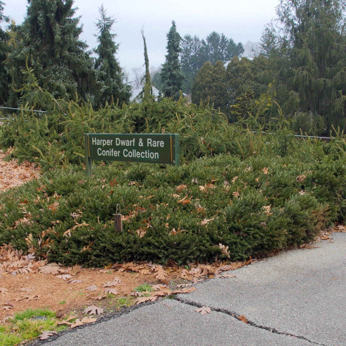 Picea glauca 'Pumila' ~ Dwarf Norway Spruce