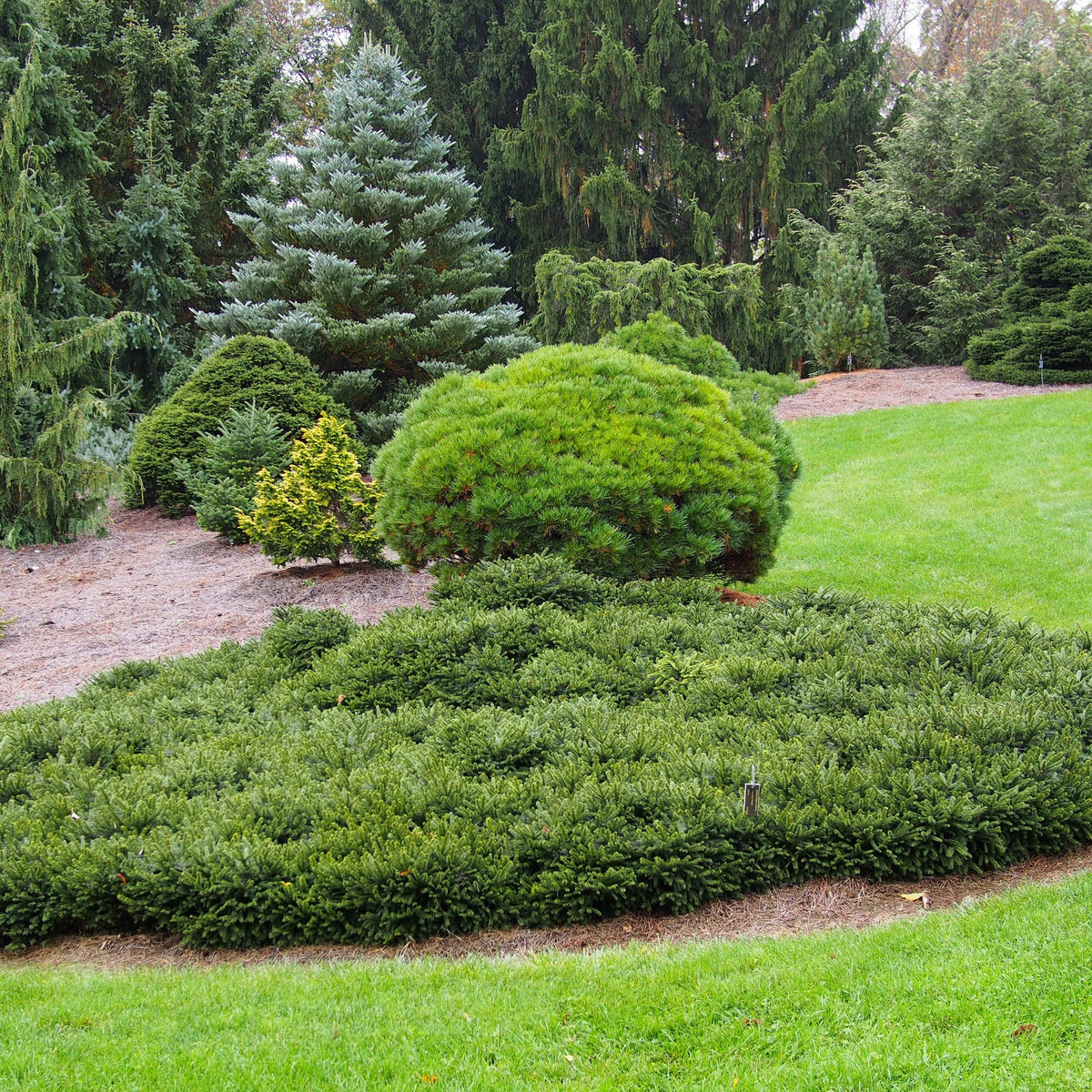 Picea glauca 'Pumila' ~ Dwarf Norway Spruce