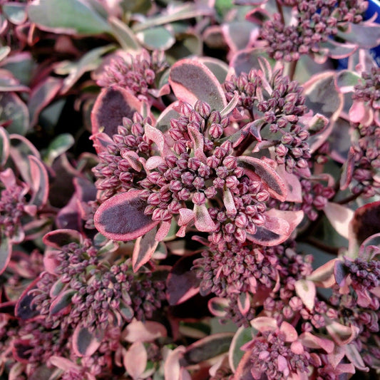Sedum ‘Dream Dazzler’ PP31,227 ~ SunSparkler® Dream Dazzler Sedum