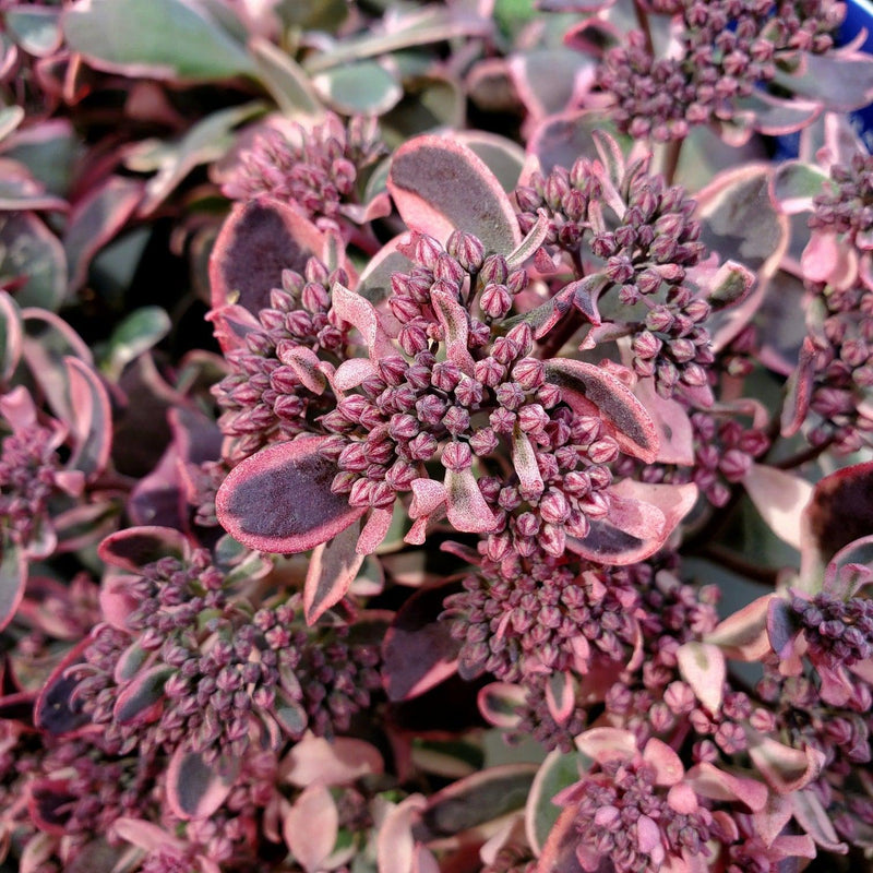 Sedum ‘Dream Dazzler’ PP31,227 ~ SunSparkler® Dream Dazzler Sedum