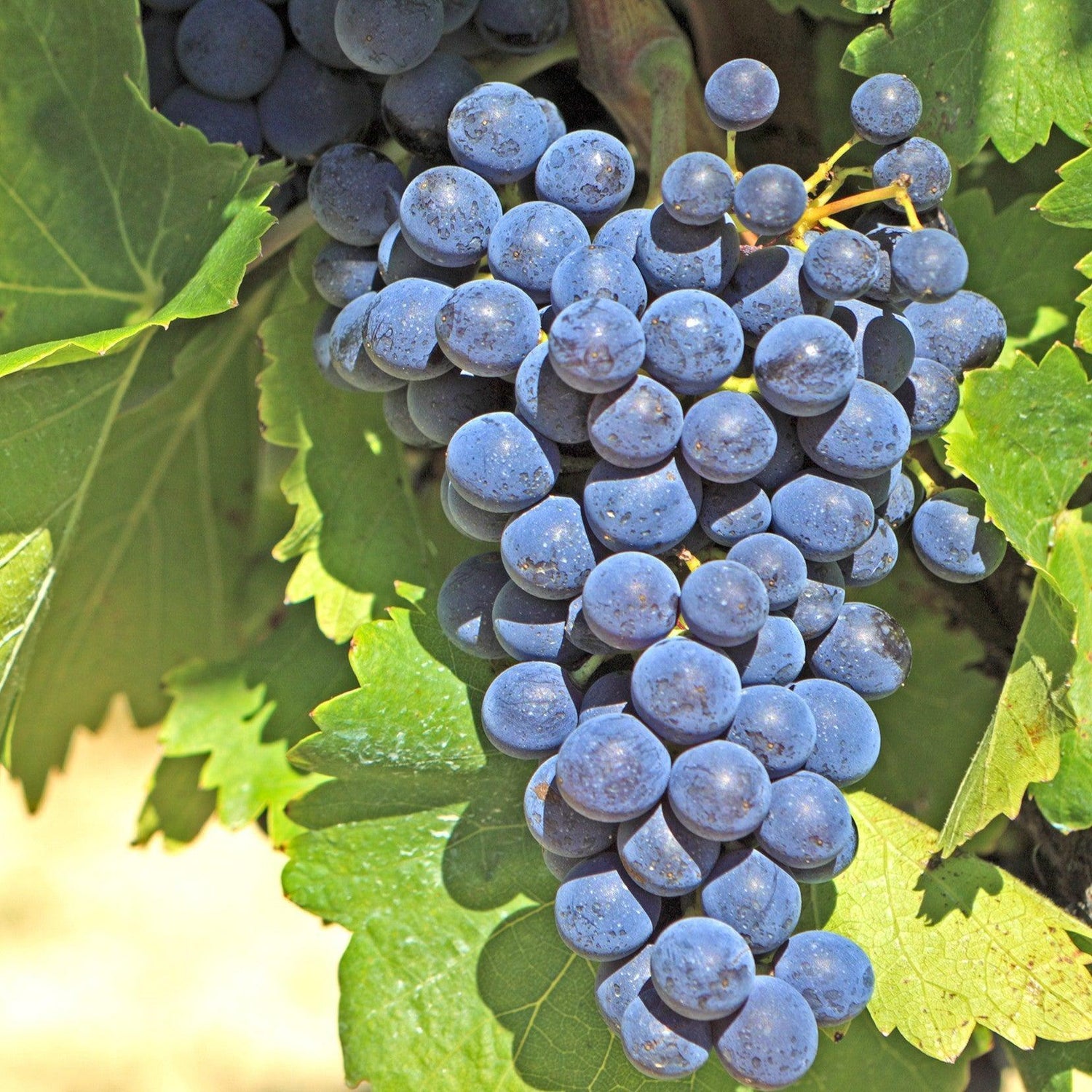 Vitis 'Concord' ~ Concord Seeded Grapes