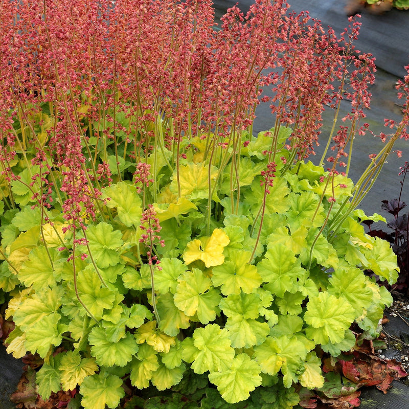 Heuchera 'TNHEUNEL' ~ Northern Exposure™ Lime Heuchera