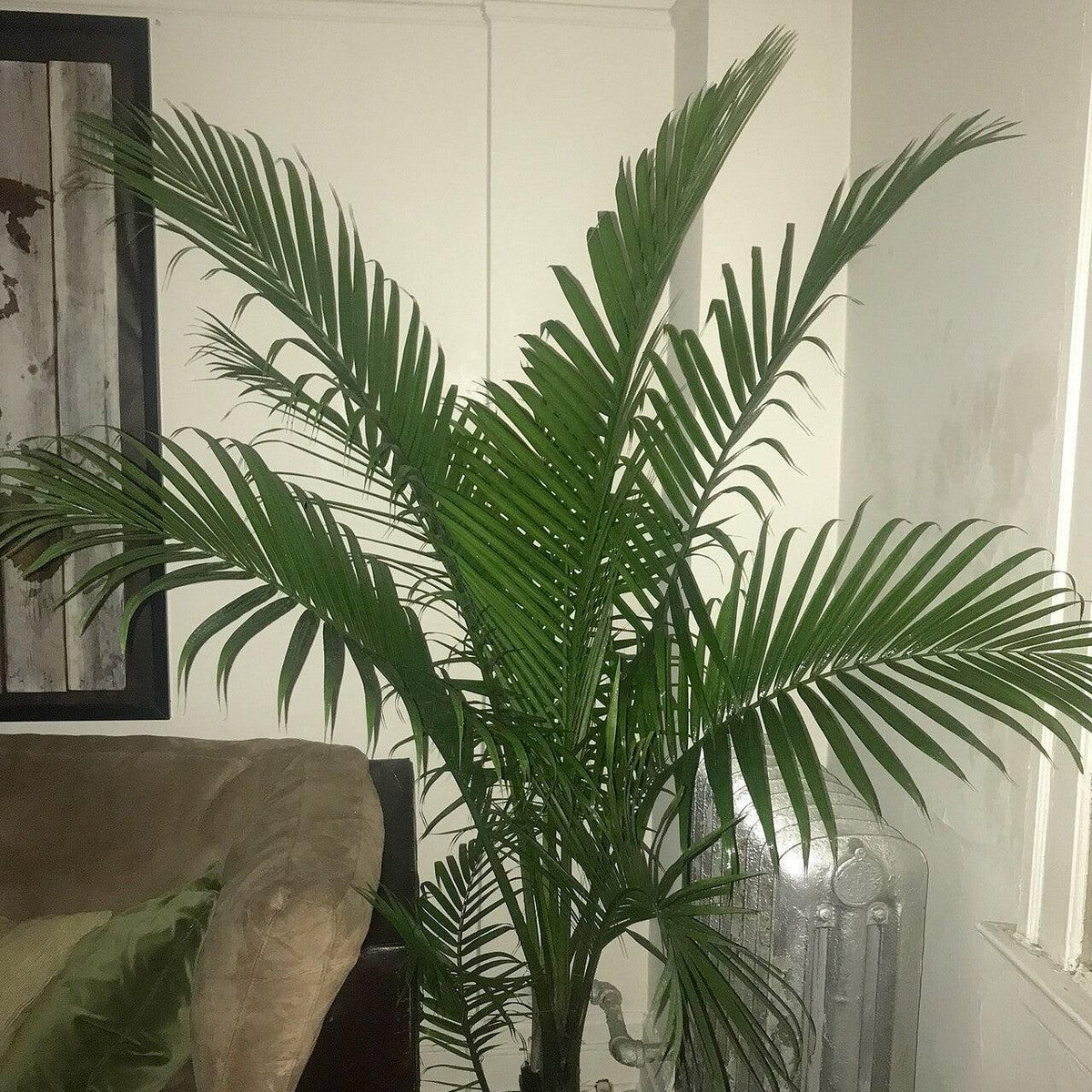 Ravenea rivularis ~ Majesty Palm