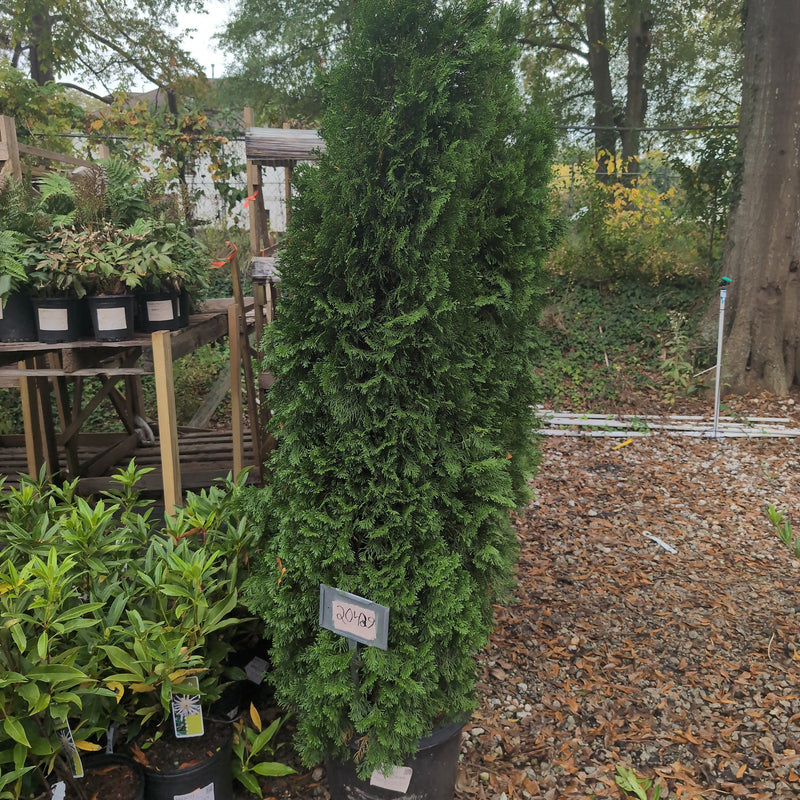 Thuja occidentalis 'Smaragd' ~ Emerald Green Arborvitae