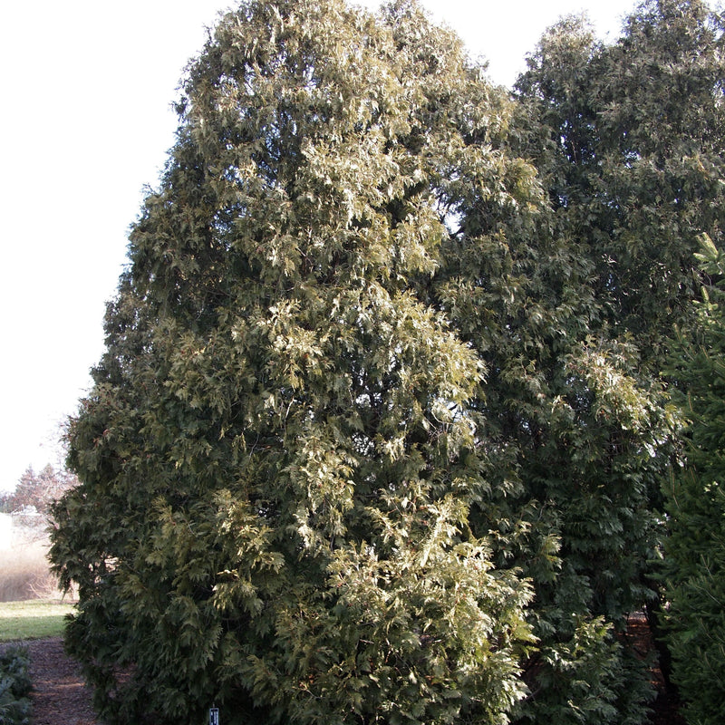 Thuja occidentalis 'Nigra' ~ Dark Green Arborvitae